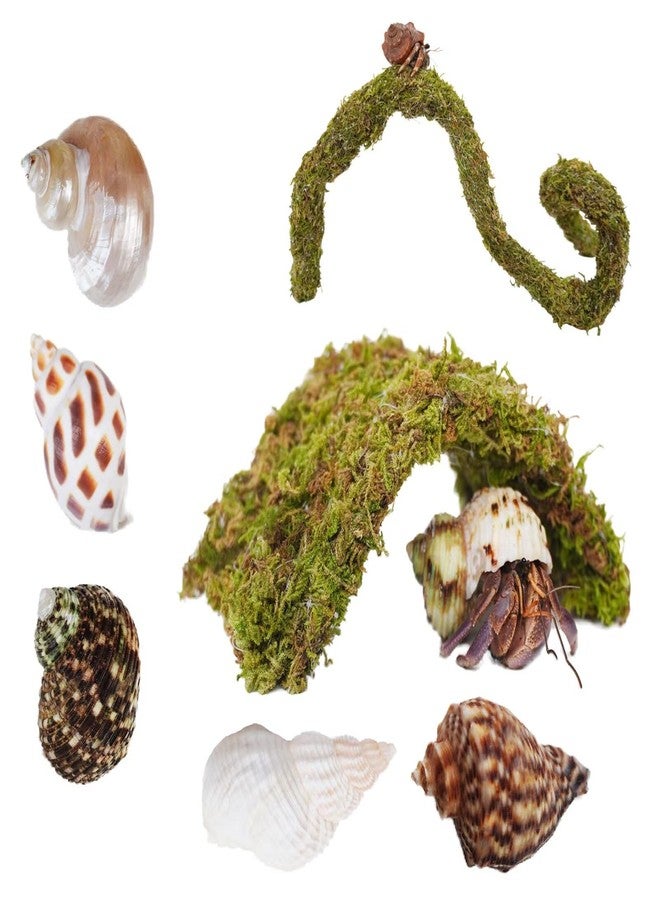 Begeterday Hermit Crab Accessories 7PCS, Include 5PCS Hermit Crab Shells, 1PCS Climbing Toy and 1PCS Hermit Crab Hideout - Image 1